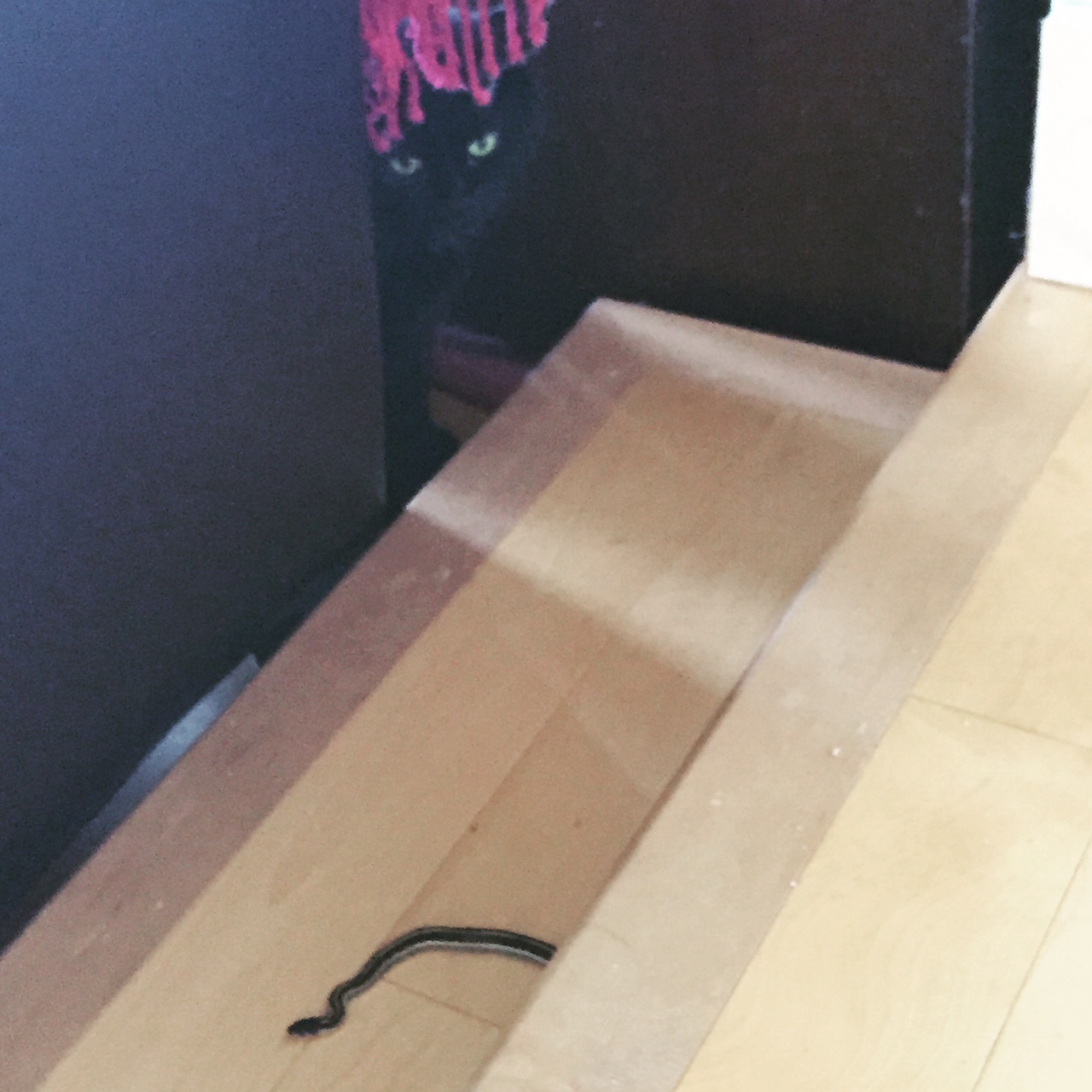Snakesitting