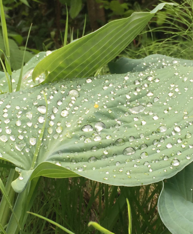 Gardening advice from the quirky